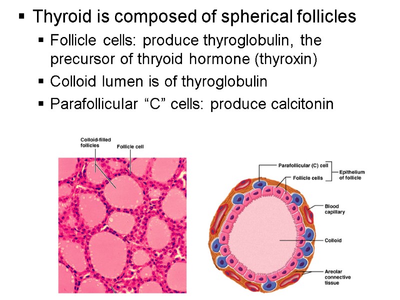 16 Thyroid is composed of spherical follicles Follicle cells: produce thyroglobulin, the precursor of